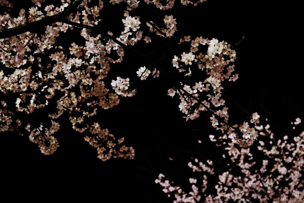 Cherry blossom in night