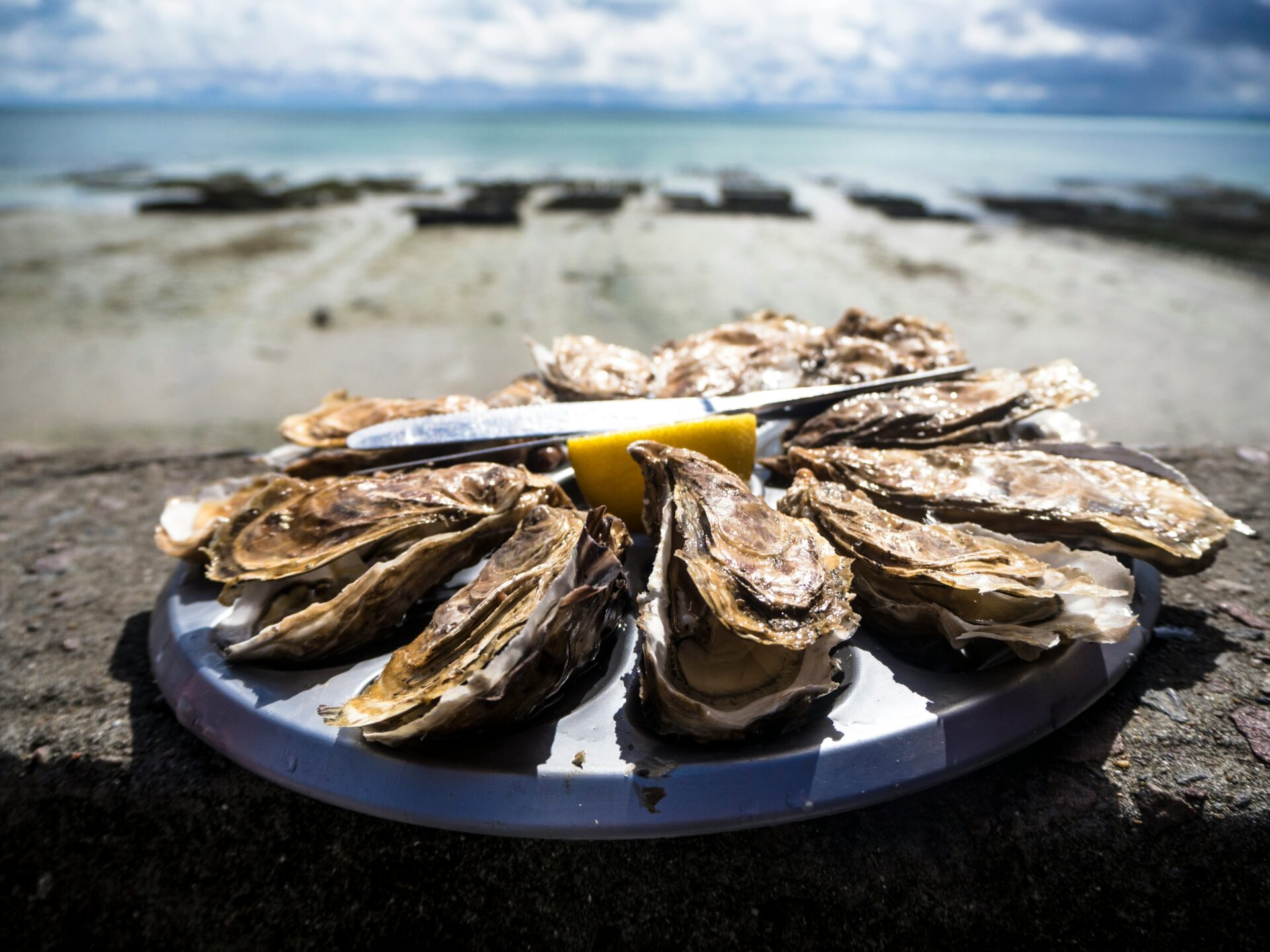 fresh oysters