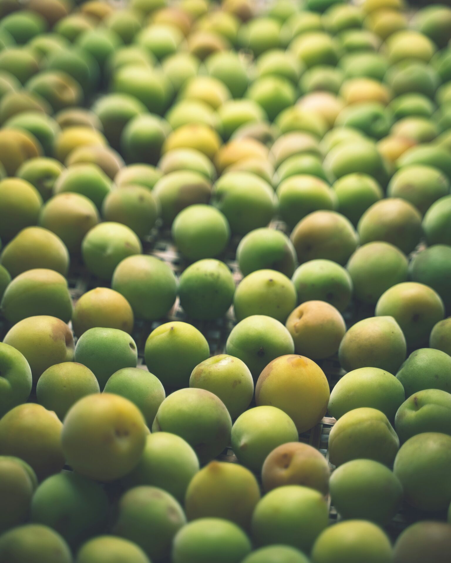 many green plums